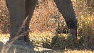 Thirsty Giants: African Elephants Quenching Their Thirst