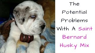 The Potential Problems With A Saint Bernard Husky Mix