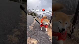 ご機嫌散歩🐶🐶🐾🐾#柴犬 #チワワ #shorts