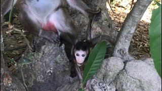 Monkey mother and baby monkey / សត្វស្វានិងកូនរបស់វា