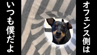 犬との古き良き遊び その１【ミニピンのひとコマ】  #Shorts