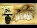 How to Grow Ginger! Plus link to Ginger Harvest Video at the End!