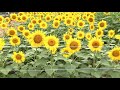 high yielding sunflower farming.