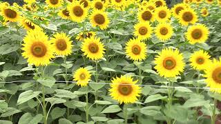 High Yielding Sunflower Farming.