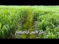 رسائل الشوق زمن كايس أراضيهم