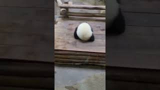 Cute panda gossip#shorts #funny #viral #youtubeshorts #shortvideo #trending #memes #viralshorts