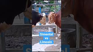 sapi simental vs sapi limousin super