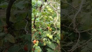 Tomato plant # my kitchen garden # short video