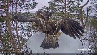 LVM.Klinšu ērgļu pāris ligzdā.🦅🦅📍A pair of golden eagles in a nest.28.02.2023