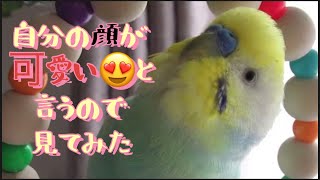 自称『顔可愛い』インコがどんな顔して言ってるのか見てみた🐥関西弁のくーちゃん🐥