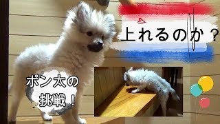 上れる？階段に挑戦！ポメチワミックス子犬　ポン太