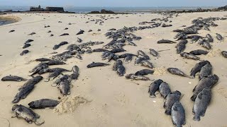 1000多条石斑鱼神秘搁浅海滩，场面太壮观了，阿聪价值预估10万元【渔岛阿聪】