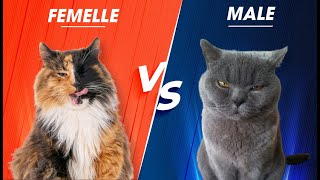 Adopter un chat femelle ou mâle : la vérité (réponse vétérinaire)