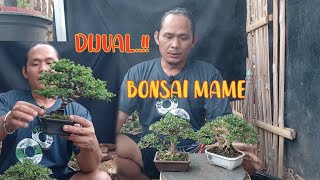 BONSAI MAME SIAP PAJANG