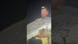 16kg Mulloway caught and released