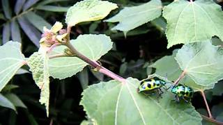 キンカメムシの仲間：Chrysocoris stollii (Wolff) 求愛行動