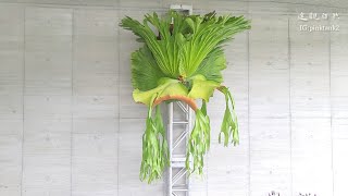 植鹿森 植物市集(鹿角蕨,觀葉篇)2022.03.26, Nantou Plant Market (Staghorn Fern,Foliage)2022.03.26