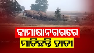 Elephant Herd Destroy Crops in Kamakhyanagar, Panic Grips Locals