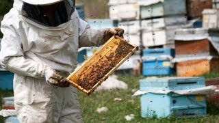 Honeybees Swarm Active Land Mines in Croatia