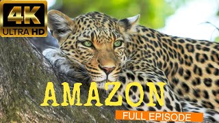 4K HD Amazing Ultimate Wildlife Safari Full Episod With Soothing music1 Houer