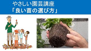 やさしい園芸講座　「良い苗の選び方」