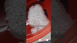 betta fish breading egg hatch Malayalam #short