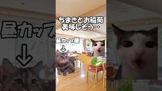 介護職猫ミーム7#介護職 #猫meme#介護福祉士 #介護士 #猫ミーム#shorts