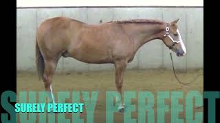 SURELY PERFECT-2022 AQHA GELDING BY SURELY IM GOOD, OUT OF A PRODUCING DAUGHTER OF THE PERFECT TWIST