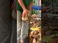 Dry Coconut Peeling #shorts #coconut #fruitfulharvest