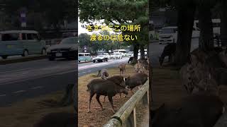 ここは危ない‼️向こう側に渡りたい奈良公園の鹿ちゃん。さすがにこの場所はやめて正解。　#shorts   #奈良公園  #奈良の鹿  #deer  #narapark