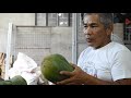 harvesting of ripe papaya by tata johnny s tv vlog 15