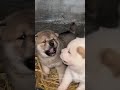 the battle of cute pups shorts dog puppy animals cute pets cutedog doglife funny