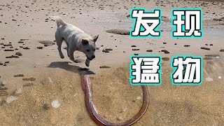 新海域冒出生猛“黑蟲”，困在沙裏都餓瘋了，喬治嚇的扭頭就跑