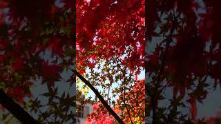 【栃木】那須塩原　紅の吊橋で　紅葉だ！