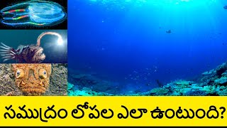 Life in the Deep Sea | Exploring Oceans Documentary in Telugu | Telugu Badi