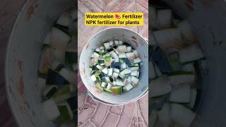 పారేసే పండ్ల తొక్కలతో మొక్కలకు వేసవి ఎరువు #Watermelon fertilizer for plants #Organic fertilizer