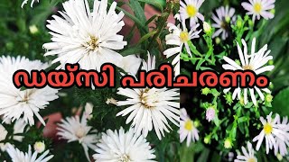 Aster daisy plant care in malayalam|| ഡെയ്സി പരിചരണം#aster#daisy@GardeningwithAyana