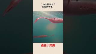 この生物はイカの祖先です。