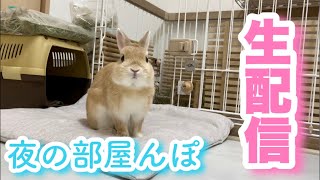 うさぎのもこ 夜の部屋んぽ生配信！