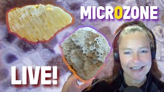 Fossil Corals and Gem Delights: Friday Night LIVE!