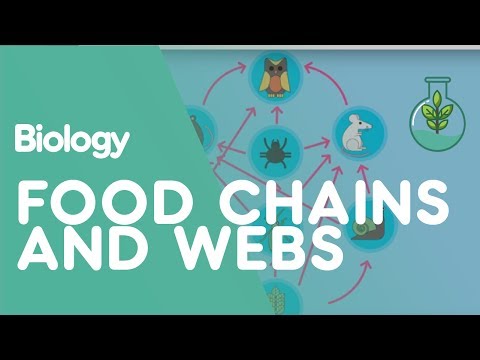 What travels through a food web?