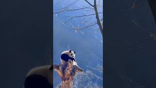 Panda 🐼 Love #panda #wild #discovery #animals #bear #world #zoo #park #bird #shorts