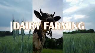 Dairy Farming in the Philippines