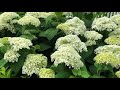 INCREDIBALL® Hydrangea | gardencrossings.com