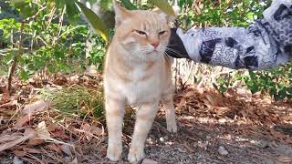 お決まりポーズ決めてくれたミミちゃん！鳴き声も可愛いんだニャン❤️ゴシゴシ⤴️