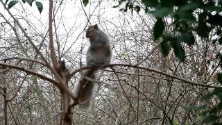 A squirrel in London, ロンドンのリス