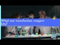 What is transfection?