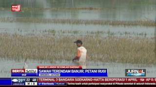 Terendam Banjir, Ratusan Hektare Pertanian di Brebes Terancam Puso