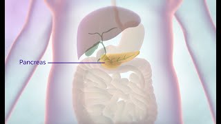 What is the pancreas? | Cancer Research UK
