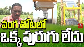 వంగ తోటలో ఒక్క పురుగు లేదు.. | Brinjal Farming WithOut Insects | Organic Farming | hmtv Agri